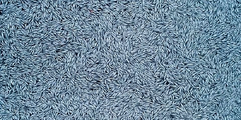 பிரான்ஸ் நாட்டு கடலில் கொட்டப்பட்ட உயிரற்ற 1 லட்சம் மீன்கள்: அதிர்ச்சி பின்னணி