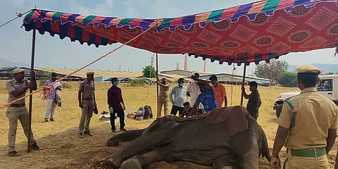 கோவை: மயங்கி விழுந்து துடிதுடித்து வந்த கோவை பெண் யானை சிகிச்சை பலனின்றி உயிரிழப்பு