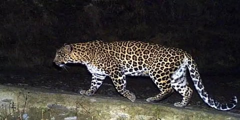 நீலகிரி: குடியிருப்பு பகுதியில் உலா வரும் சிறுத்தை - அச்சத்தில் இருக்கும் மக்கள்