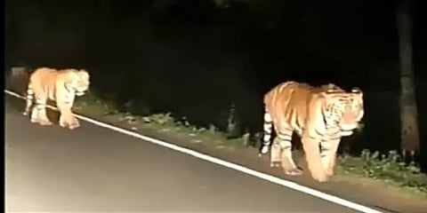 நீலகிரி: கோத்தகிரி அருகே சாலையில் உலா வந்த 2 புலிகள் - அச்சத்தில் மக்கள்