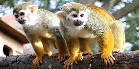 சென்னை: வண்டலூர் பூங்காவில் இருந்த 2 அணில் குரங்குகள் காணாமல் போனதாக புகார்