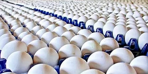 தொடர்ந்து சரியும் முட்டை விலை: காரணம் என்ன?