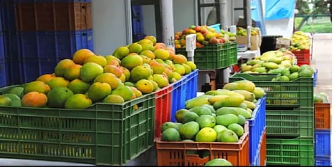 ஒரு பெட்டி 31 ஆயிரம் ரூபாய்; ஏலம் எடுக்க போட்டா போட்டி.. தெறிக்கவிட்ட ’அல்போன்சா’ மாம்பழம்