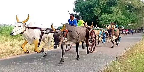 மகனின் திருமணத்தை முன்னிட்டு மாட்டு வண்டி பந்தயம் நடத்தி கொண்டாடி மகிழ்ந்த தந்தை