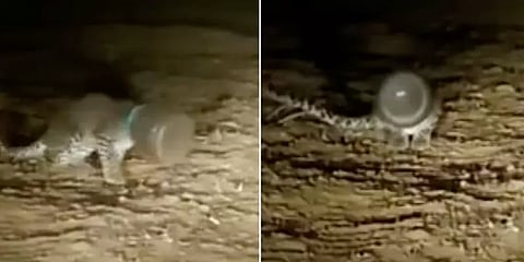 மகாராஷ்டிரா: பிளாஸ்டிக் கண்டெய்னருக்குள் தலை சிக்கியதால் தவிக்கும் சிறுத்தை!