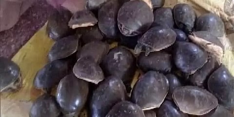 உ.பி: 426 அரிய வகை ஆமைகள் பறிமுதல்; ஒருவரிடம் விசாரணை