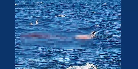 ’கடலில் நீந்திக்கொண்டிருந்தவரை தாக்கி விழுங்கிய சுறா’ - கரையில் நின்றவர்கள் அதிர்ச்சி!