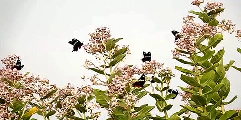 தனுஷ்கோடிக்கு படையெடுக்கும் பட்டாம் பூச்சிகள்: பூங்கா அமைத்து பாதுகாக்க கோரிக்கை