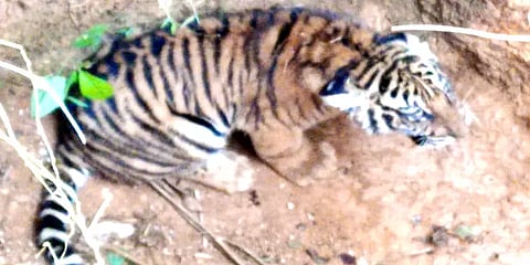 கேரளா: தண்ணீர் இல்லாத கிணற்றில் விழுந்த புலிக்குட்டி உயிருடன் மீட்பு