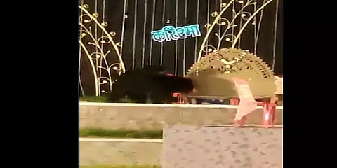 திருமண வரவேற்பு நிகழ்ச்சி மேடைக்கு திடீரென விசிட் அடித்த கரடிகள் - தப்பிய மணமக்கள்!