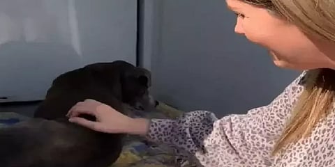 இறந்துபோனதாக அறிவிக்கப்பட்ட நாய் - 12 வருடங்களுக்குப் பிறகு நடந்த நெகிழ்ச்சியான சம்பவம்!