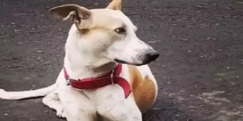 காணாமல் போன தெரு நாய் - திரும்ப கிடைத்ததால் மலர்தூவி உற்சாக வரவேற்பு ; வைரல் வீடியோ