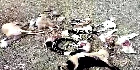 நாய்களின் வெறியாட்டத்தால் பரிதாபமாக பலியான செம்மறி ஆடுகள்