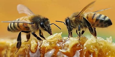 தாக்கிய தேனீ: ட்ரெக்கிங் சென்ற பள்ளி மாணவர்கள் அலறல்