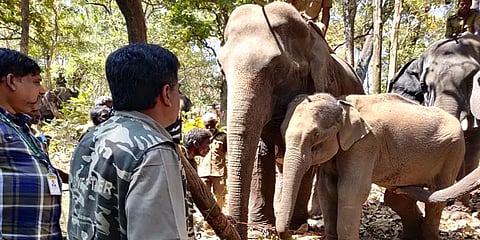 காயத்தால் சொல்ல முடியாத வலியில் சுற்றித் திரிந்த காட்டு யானை: ஓடோடி வந்த மருத்துவர்கள்