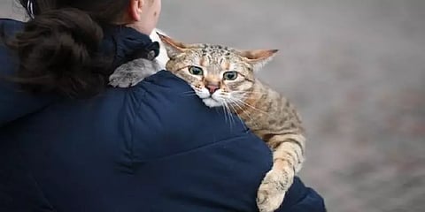 தாக்குதல் எதிரொலி - ரஷ்ய பூனைகளுக்கு கட்டுப்பாடுகள் விதிப்பு