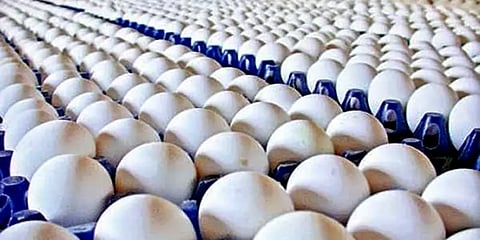 விற்பனை குறைவு; தேக்கம் அதிகரிப்பு – தொடர்ந்து சரியும் முட்டை விலை