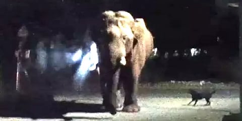 ஊருக்குள் புகுந்த ஒற்றை காட்டுயானை: வீரத்தை நிரூபித்த நாய் - நடந்தது என்ன?