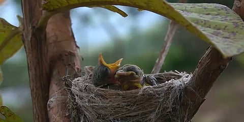 வசந்தகாலத்தை வரவேற்கும் மேற்குத்தொடர்ச்சி மலை!.. இனப்பெருக்கத்தை துவக்கிய பறவைகள்