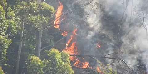 வெந்து தணிந்த கொடைக்கானல் மலை!