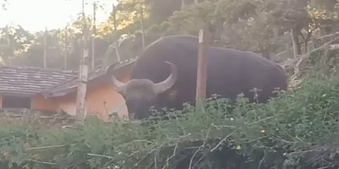 'கெத்தா' சுற்றிக்கொண்டிருந்த காட்டெருமைக்கு நேர்ந்த பரிதாபம்!