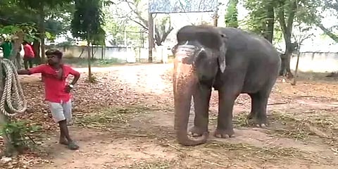 தூத்துக்குடி டூ தேவகோட்டை: ஆவணமின்றி கொண்டு செல்லப்பட்ட யானை சிறைபிடிப்பு