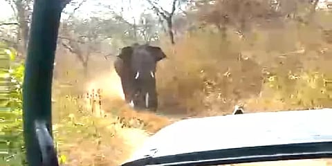 கர்நாடகா: வழிமறித்து விரட்டிய காட்டு யானை; ஓட்டுநரின் சாமர்த்தியத்தால் எஸ்கேப்