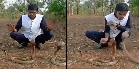 ஒரே நேரத்தில் மூன்று பாம்புகளை மீட்கும் முயற்சி - ஆபத்தான நிலையில் பாம்பு மீட்பர்