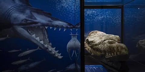 திமிங்கல எலும்புக் கூடு கண்டுபிடிப்பு: எத்தனை ஆண்டுகள் பழமையானது தெரியுமா?