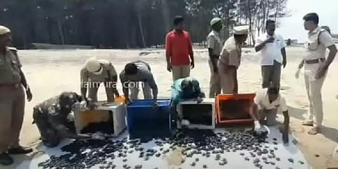 சீர்காழி: கடலில் விடப்பட்ட 4,000 ஆலிவ் ரெட்லி ஆமை குஞ்சுகள்