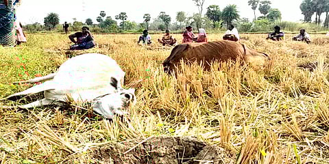 மேய்ச்சலின் போது அறுந்து கிடந்த மின் கம்பியை மிதித்த 4 மாடுகள் பரிதாபமாக உயிரிழப்பு