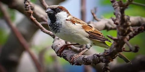 'கீச்சு கீச் என்றது கிட்ட வா என்றது..' மீண்டும் கேட்போமா சிட்டுக்குருவிகளின் கீச்சுகளை?