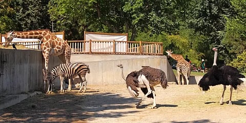 திறக்கப்பட்ட விலங்கியல் பூங்கா... தினந்தோறும் ஆயிரக்கணக்கானோர் விசிட்!