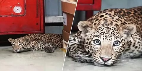 பென்ஸ் கார் தொழிற்சாலைக்குள் புகுந்த சிறுத்தை! 6 மணி நேரம் போக்கு காட்டிய பின் சிக்கியது!