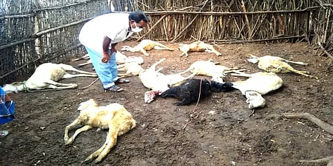 நாய்கள் கடித்துக் குதறியதில் 13 ஆடுகள் பலி