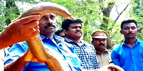 கன்னியாகுமரி: வீட்டில் பதுக்கி வைத்திருந்த மண்ணுளி பாம்பு மீட்பு – வனத்துறை அதிரடி