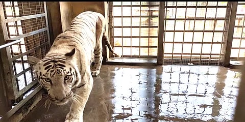 வண்டலூர் பூங்காவில் பெண் வெள்ளை புலி உயிரிழப்பு