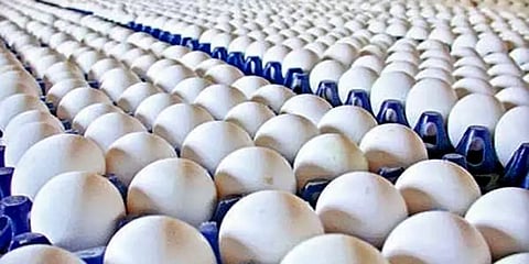 தேவை அதிகரிப்பால் படிப்படியாக உயரும் முட்டை விலை!