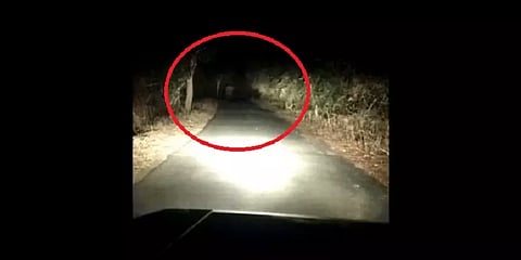 சிக்கமகளூரு: யானைகளை ஜேசிபி வாகனத்தால் விரட்டிய ஓட்டுநர் மீது வழக்குப்பதிவு