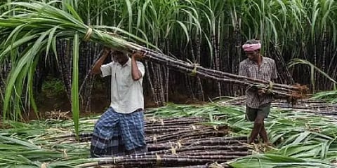 வருவாய் பங்கீட்டு முறை சட்டத்தை ரத்து செய்ய வலியுறுத்தி கரும்பு விவசாயிகள் ஆர்ப்பாட்டம்