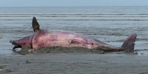 வேதாரண்யம் அருகே இறந்த நிலையில் கரை ஒதுங்கிய டால்பின் - கப்பலில் அடிபட்டதா?