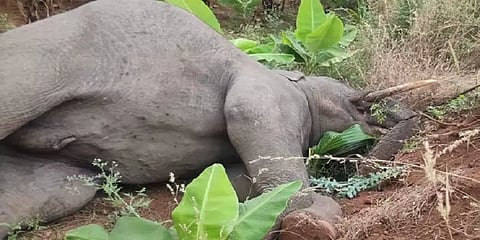பாஸ்பரஸ் குண்டுகள் துளைக்கப்பட்டு இறந்து கிடந்த பெண் யானை - விசாரணையில் வெளியான அதிர்ச்சி!