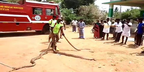 இரண்டு மணி நேர போராட்டம்.. அச்சுறுத்தி வந்த 3 மலைப்பாம்புகளை பிடித்த தீயணைப்புத் துறையினர்