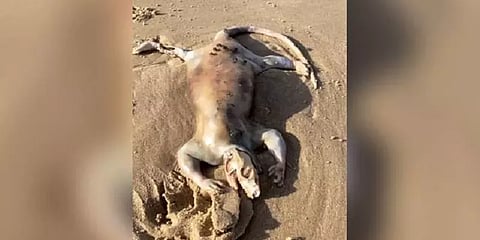 ’வேற்றுகிரகவாசிகளா?’ - ஆஸ்திரேலியாவில் கரை ஒதுங்கிய நீண்ட நகங்களுடைய விசித்திர ஜந்து!