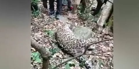 கோத்தகிரி: இரண்டு சிறுத்தைகள் உயிரிழப்பு - வனத்துறை விசாரணை