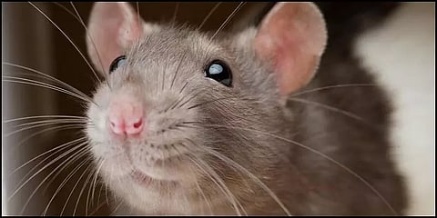 தெலங்கானா: ஐசியுவில் இருந்த நோயாளியை எலி கடித்ததாக புகார் - 2 மருத்துவர்கள் சஸ்பெண்ட்!!