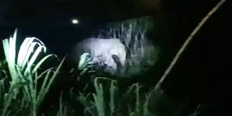 சத்தியமங்கலம்: ஊருக்குள் புகுந்து கரும்புத் தோட்டத்தை துவம்சம் செய்த காட்டுயானை