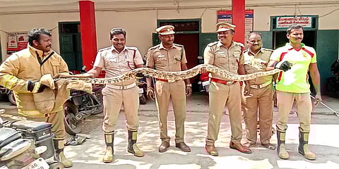 அரியலூர்: மீனுக்கு விரித்த வலையில் சிக்கிய 10 அடி நீளமுள்ள மலைப்பாம்பு