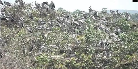 வேடந்தாங்கலில் இருந்து சொந்த நாடு திரும்பும் வெளிநாட்டு பறவைகள்!