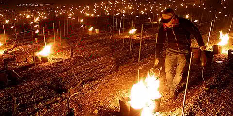 பாதித்த ஒயிட் ஒயின் உற்பத்தி... தீப்பந்தத்துடன் களத்தில் இறங்கிய பிரான்ஸ் விவசாயிகள்